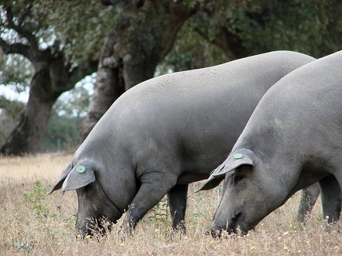 cerdos-en-la-montanera-origen-del-jamon-serrano-charcuteria-carniceria-la-pecha